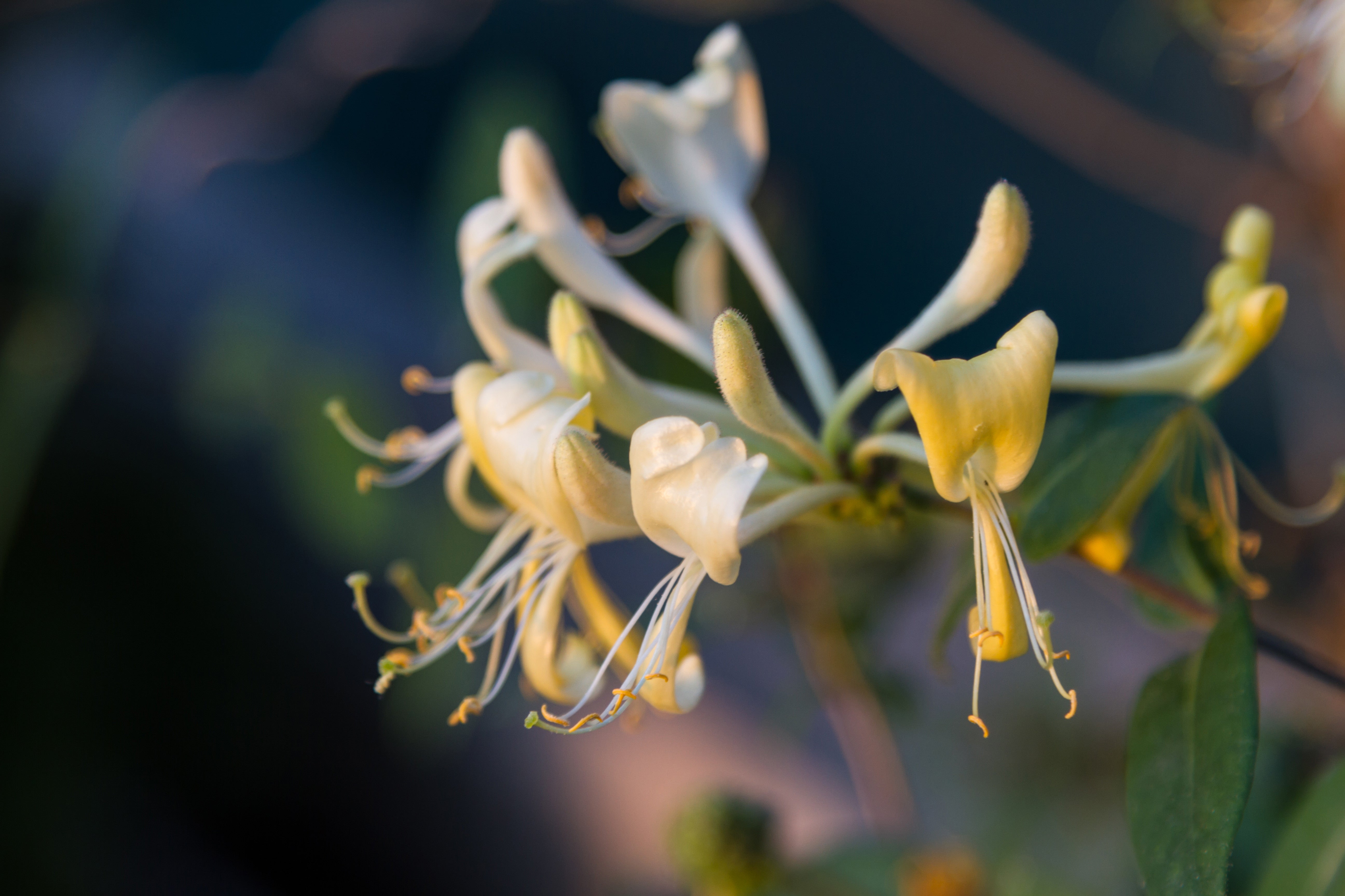 Discover the Benefits of Japanese Honeysuckle: Nature’s Remedy for Flu and Coughs